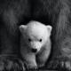 LeoAlcci's picture