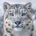 renrhaf's picture