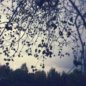 ashliewebb's picture